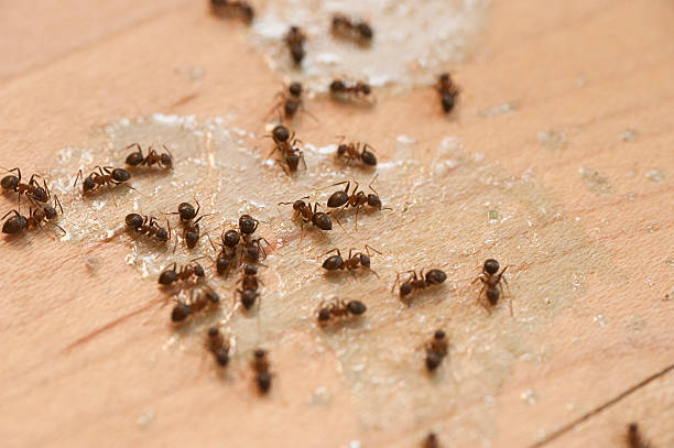 Best Pest Prevention Services  in Fowler, CA